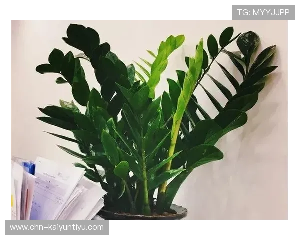 每日必学的手机开运法秘籍，助你在新的一年中好运连连、事事顺心